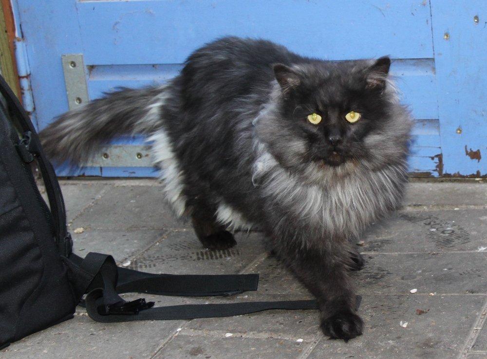 Maine Coon Samson *Sov sødt* billede 2