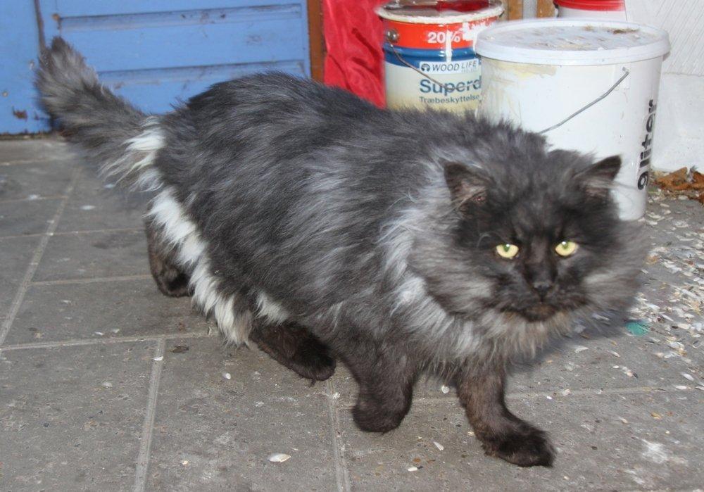 Maine Coon Samson *Sov sødt* billede 3