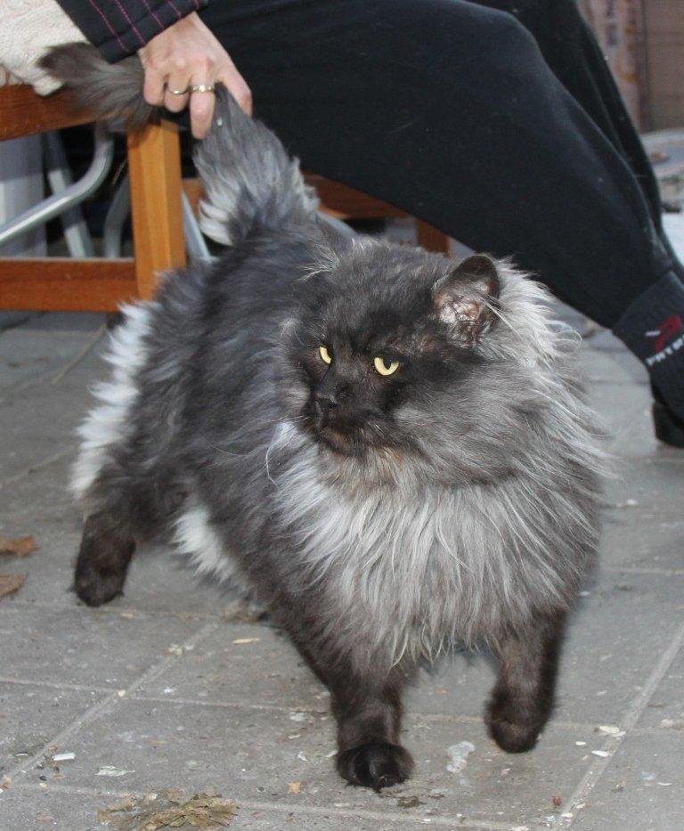 Maine Coon Samson *Sov sødt* billede 4