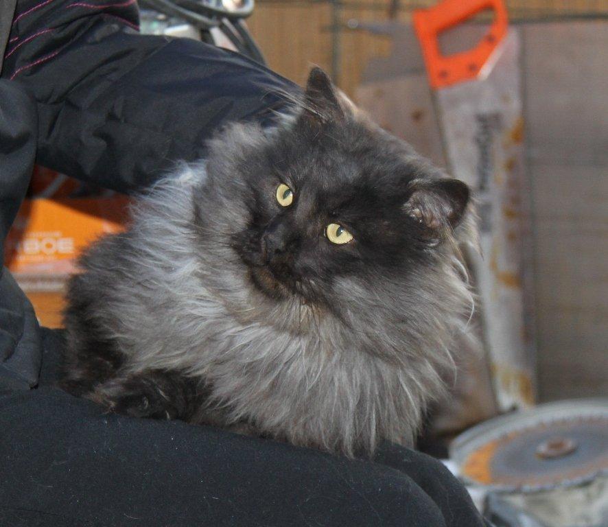 Maine Coon Samson *Sov sødt* billede 5