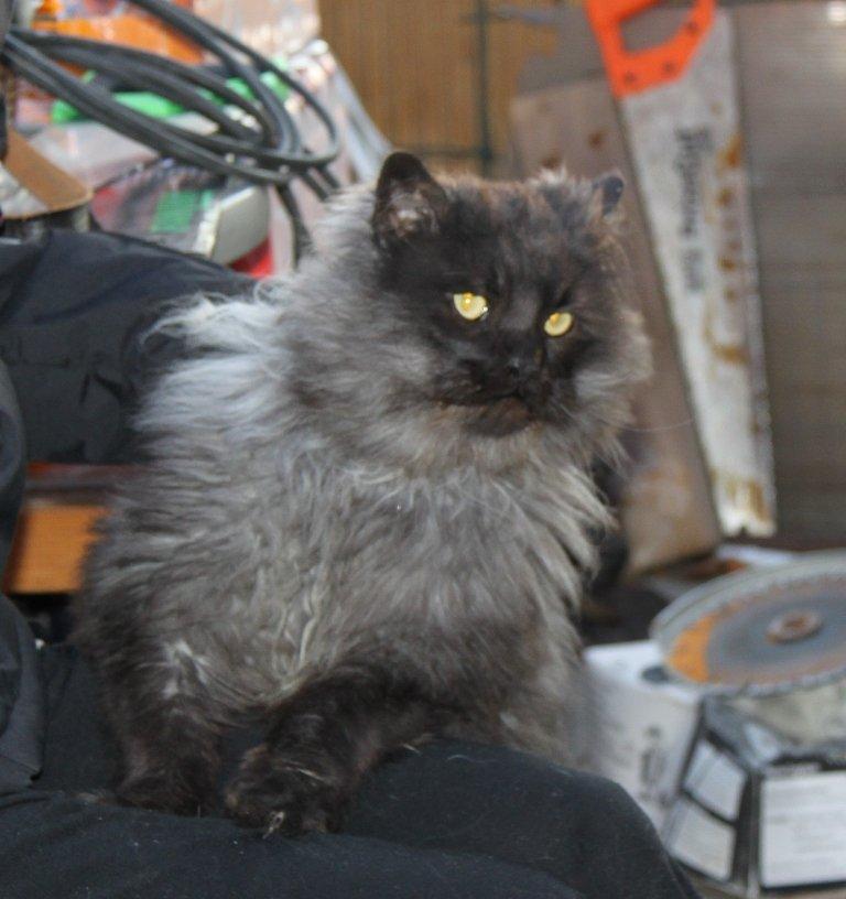 Maine Coon Samson *Sov sødt* billede 6