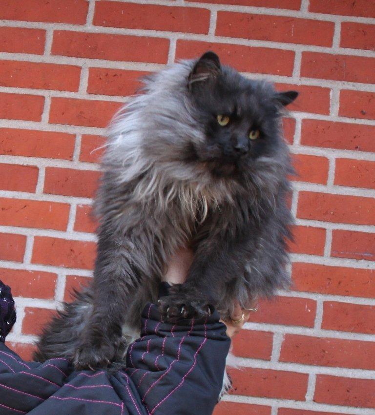Maine Coon Samson *Sov sødt* billede 7