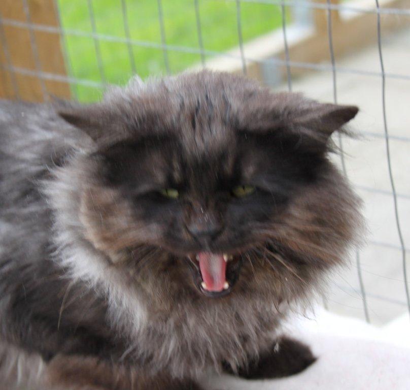 Maine Coon Samson *Sov sødt* - Billedet er taget i dag d. 16.09.2012. billede 8