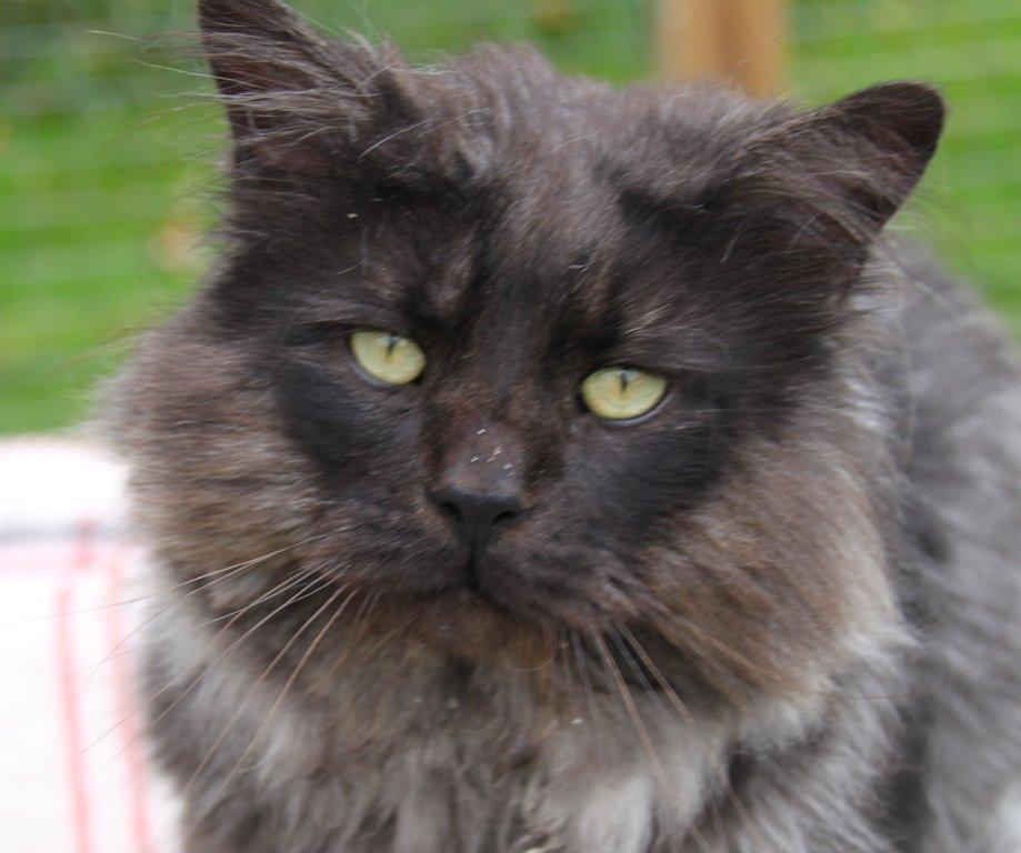 Maine Coon Samson *Sov sødt* - 16.09.2012. billede 9