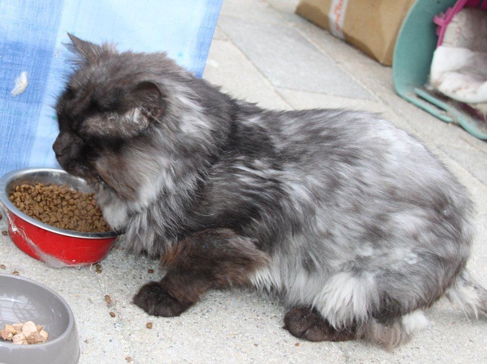 Maine Coon Samson *Sov sødt* - 16.09.2012. Som man kan se, så har Samson ikke meget pels lige PT, da han blev trimmet i foråret :) billede 10