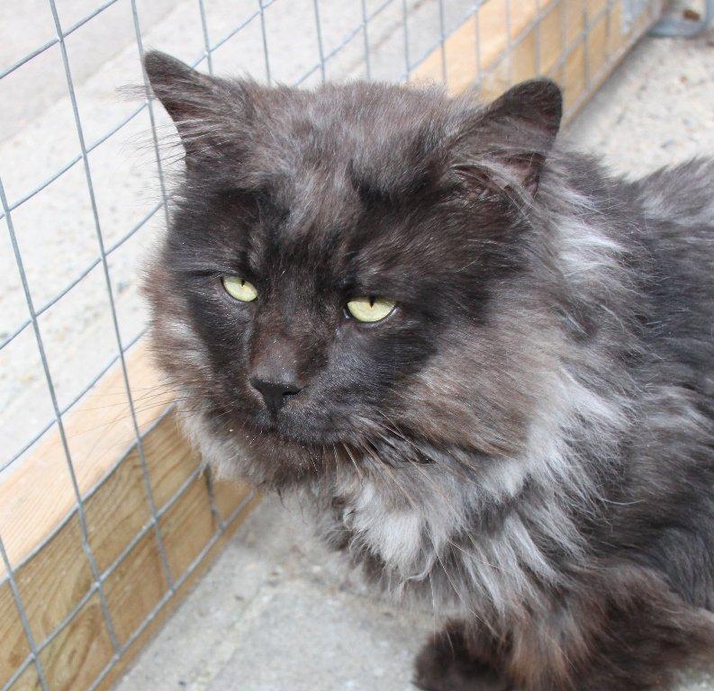 Maine Coon Samson *Sov sødt* - <3 billede 11