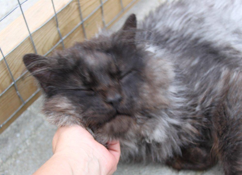 Maine Coon Samson *Sov sødt* - Så kælen <3 billede 12