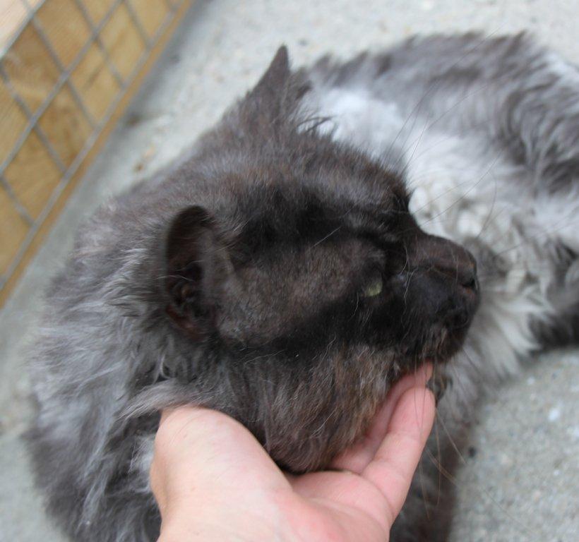 Maine Coon Samson *Sov sødt* - <3 billede 13