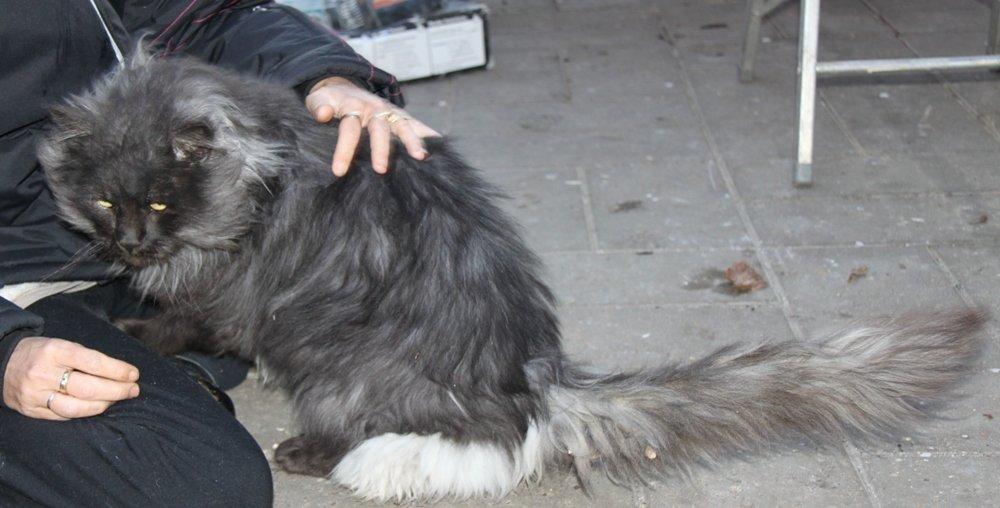 Maine Coon Samson *Sov sødt* billede 14