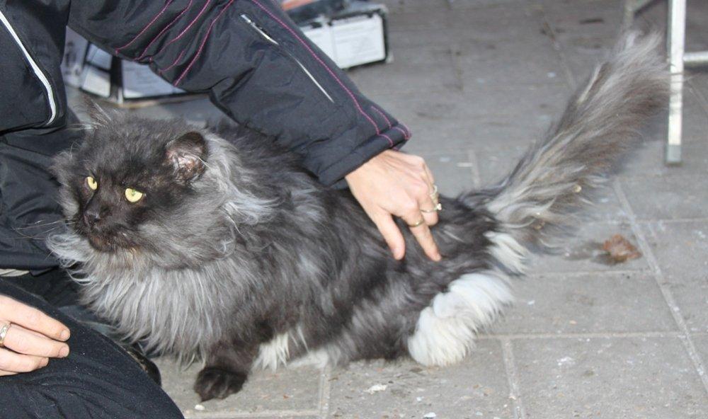 Maine Coon Samson *Sov sødt* billede 15