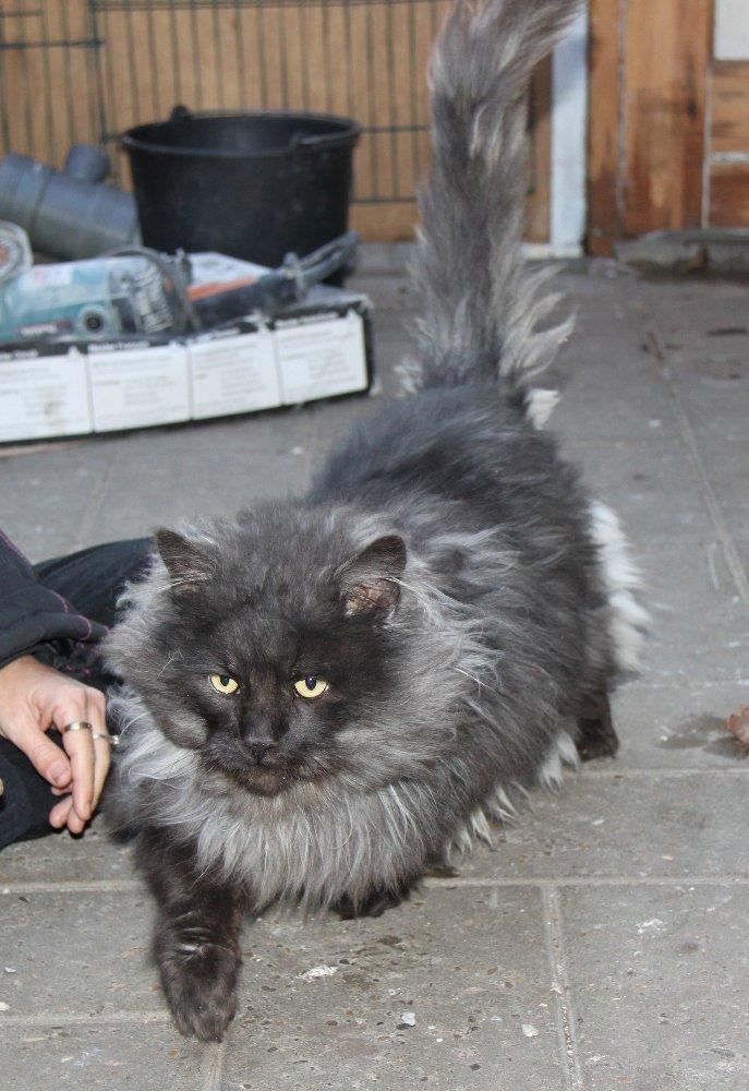 Maine Coon Samson *Sov sødt* billede 16