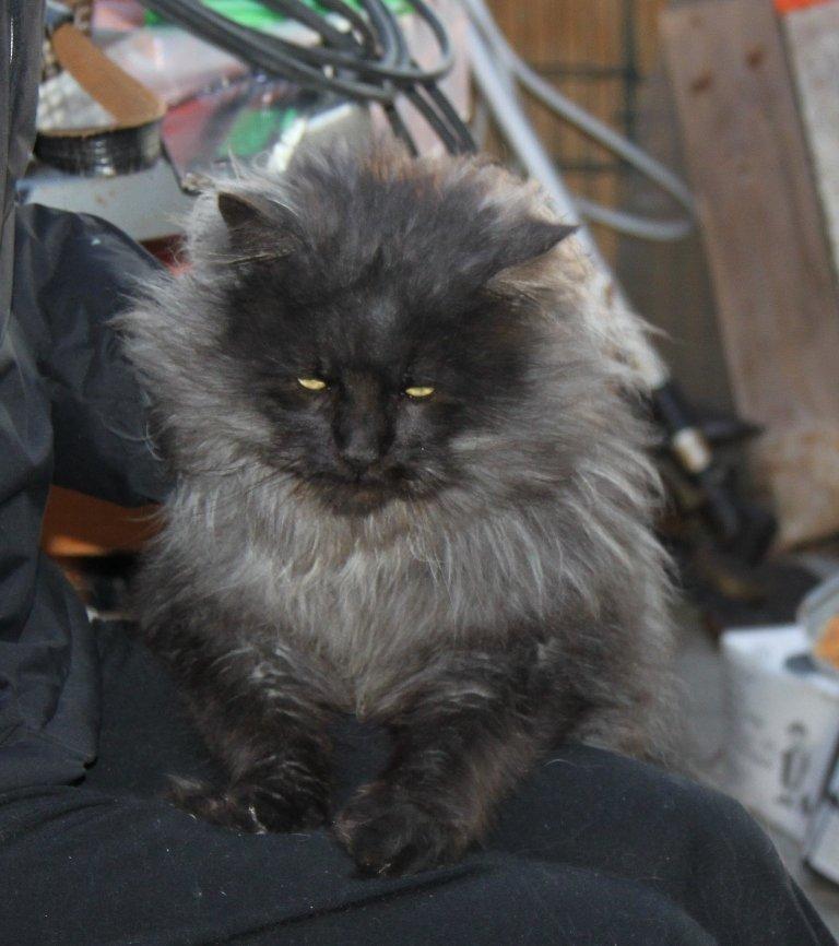 Maine Coon Samson *Sov sødt* billede 17