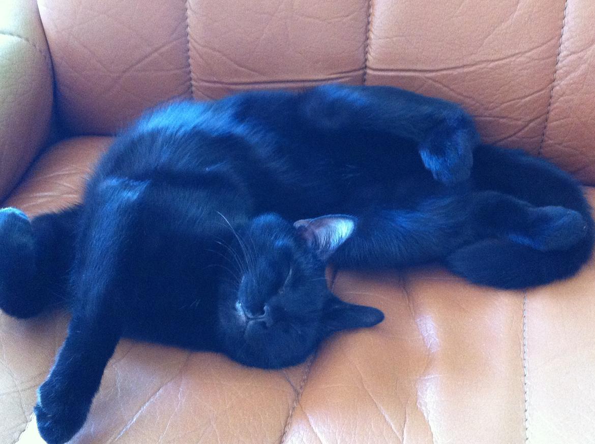 Huskat Himmelmis Manse billede 13