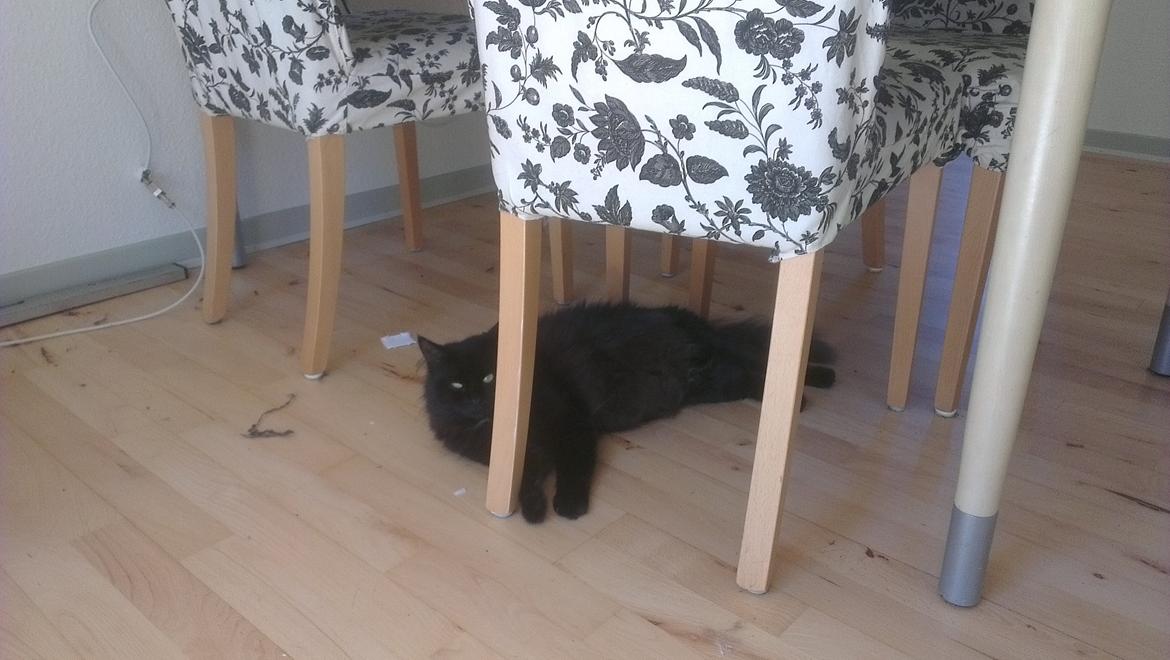 Blanding af racer furby billede 1