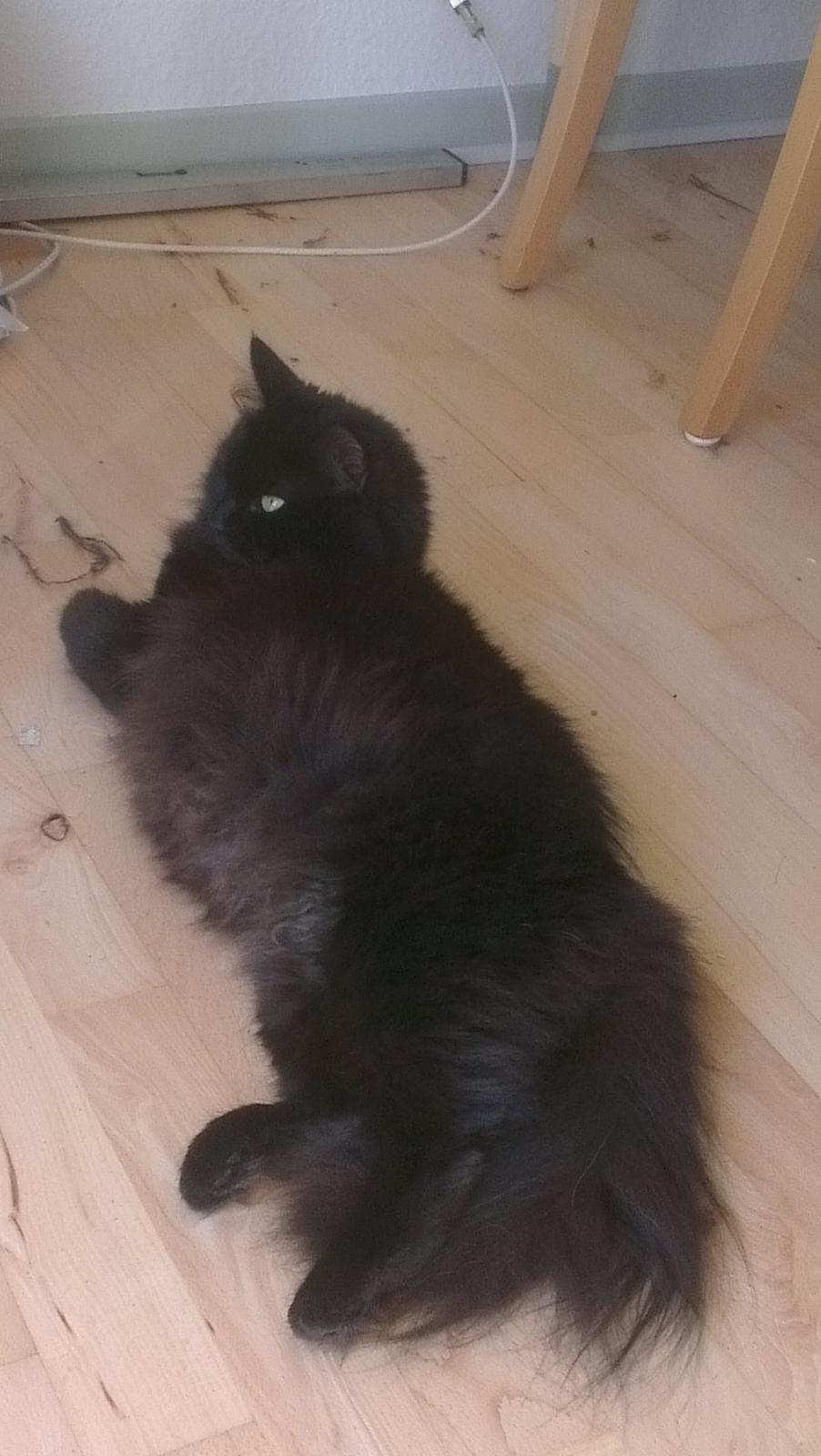 Blanding af racer furby billede 2