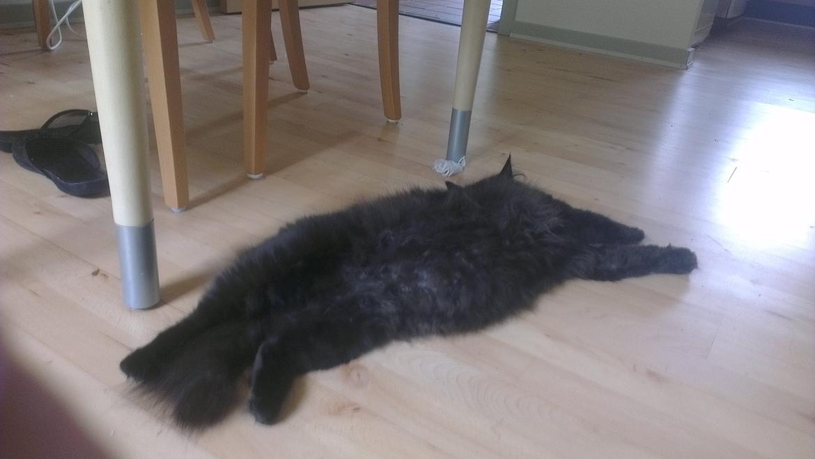 Blanding af racer furby billede 3