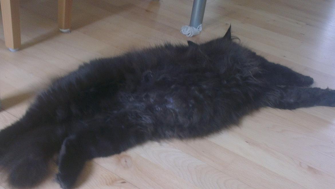 Blanding af racer furby billede 4