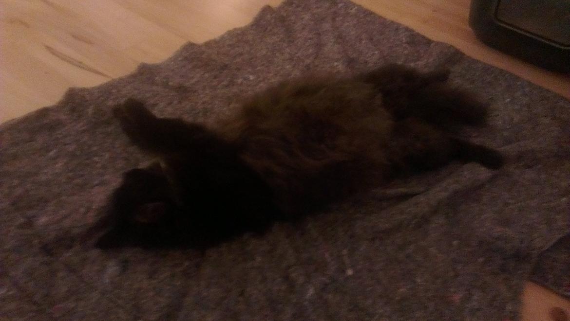 Blanding af racer furby billede 5