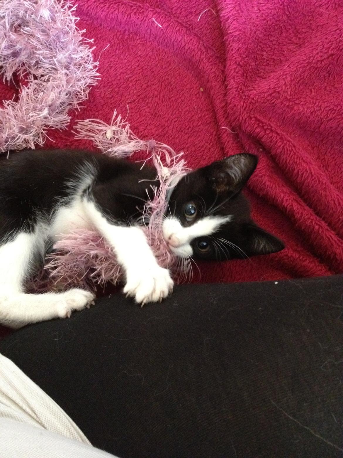 Huskat Hr. Anton billede 8