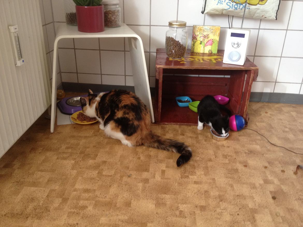 Huskat Hr. Anton billede 10