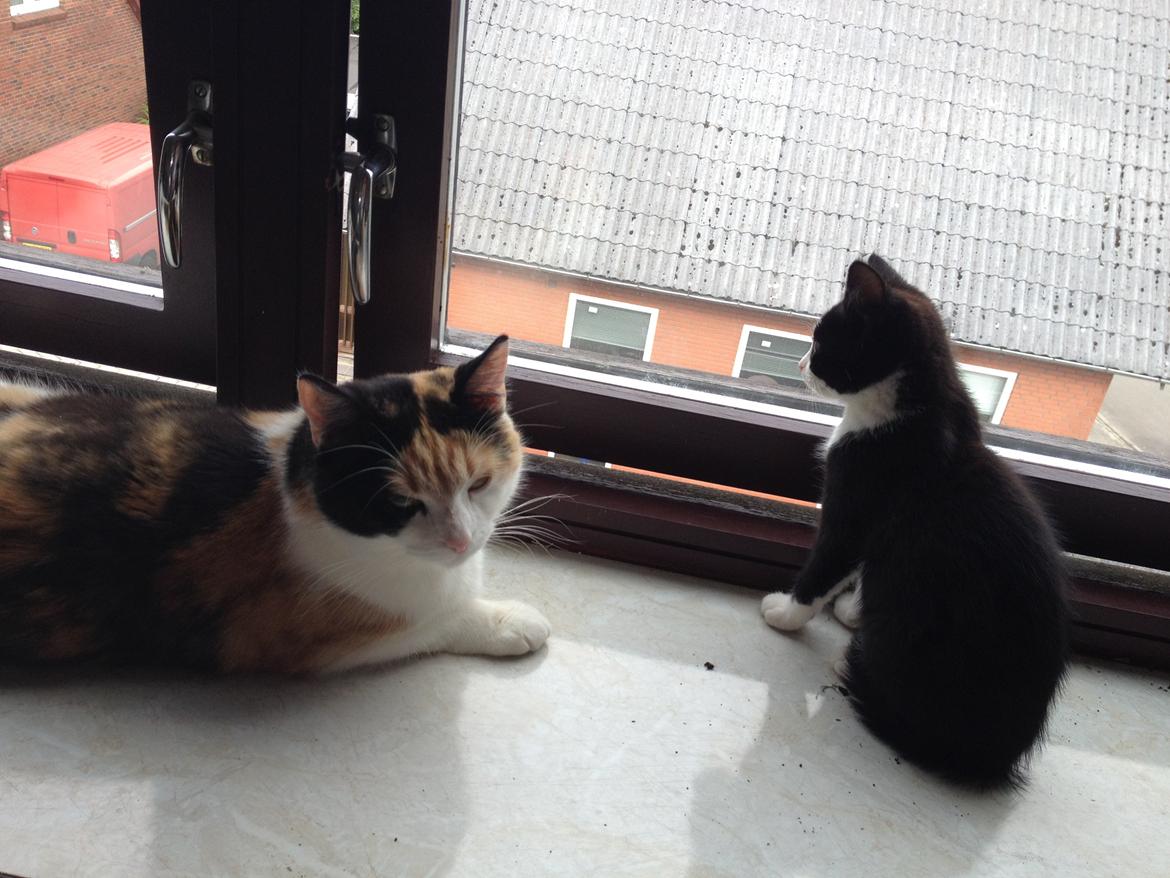 Huskat Hr. Anton billede 11