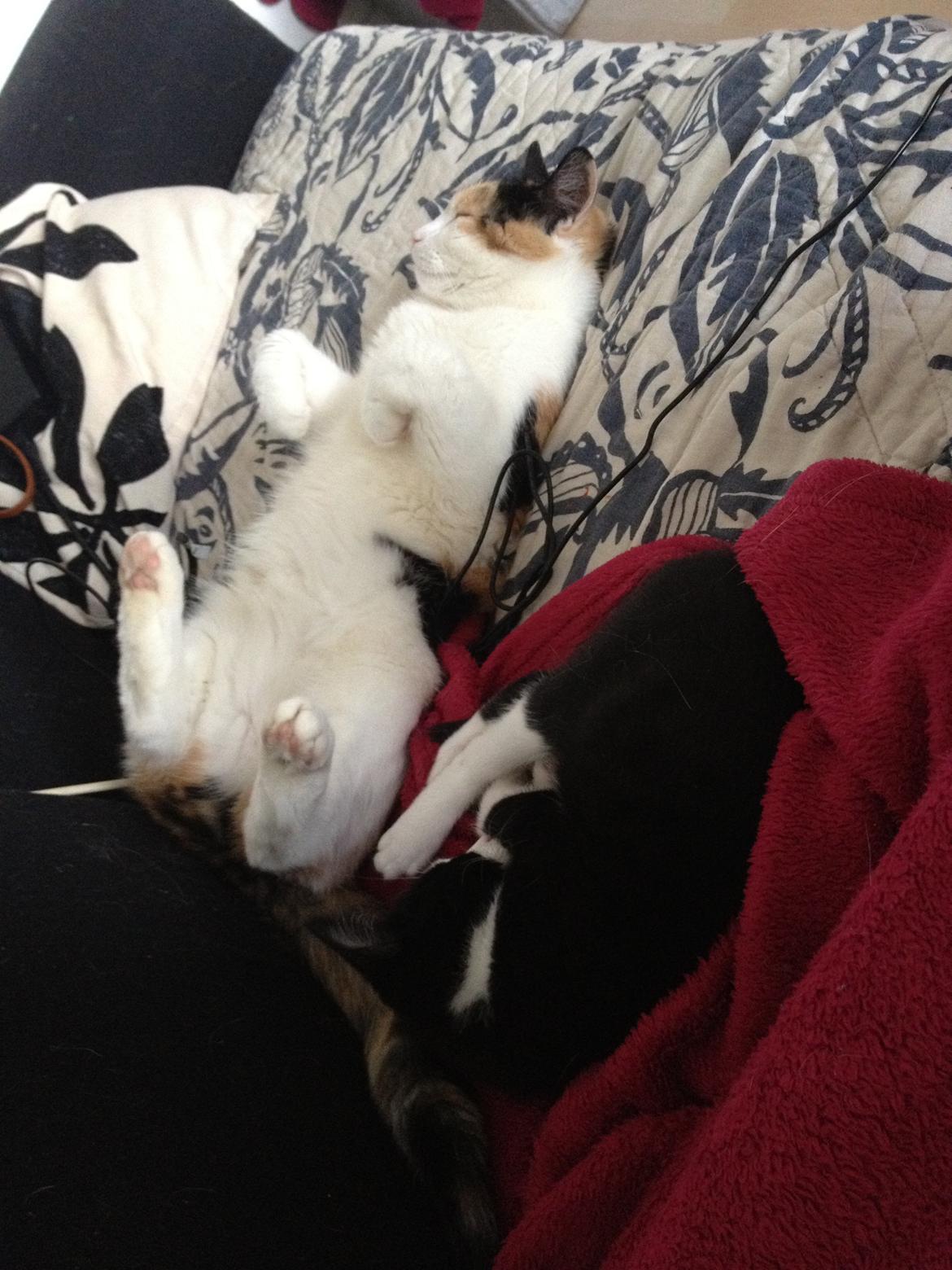 Huskat Hr. Anton billede 12