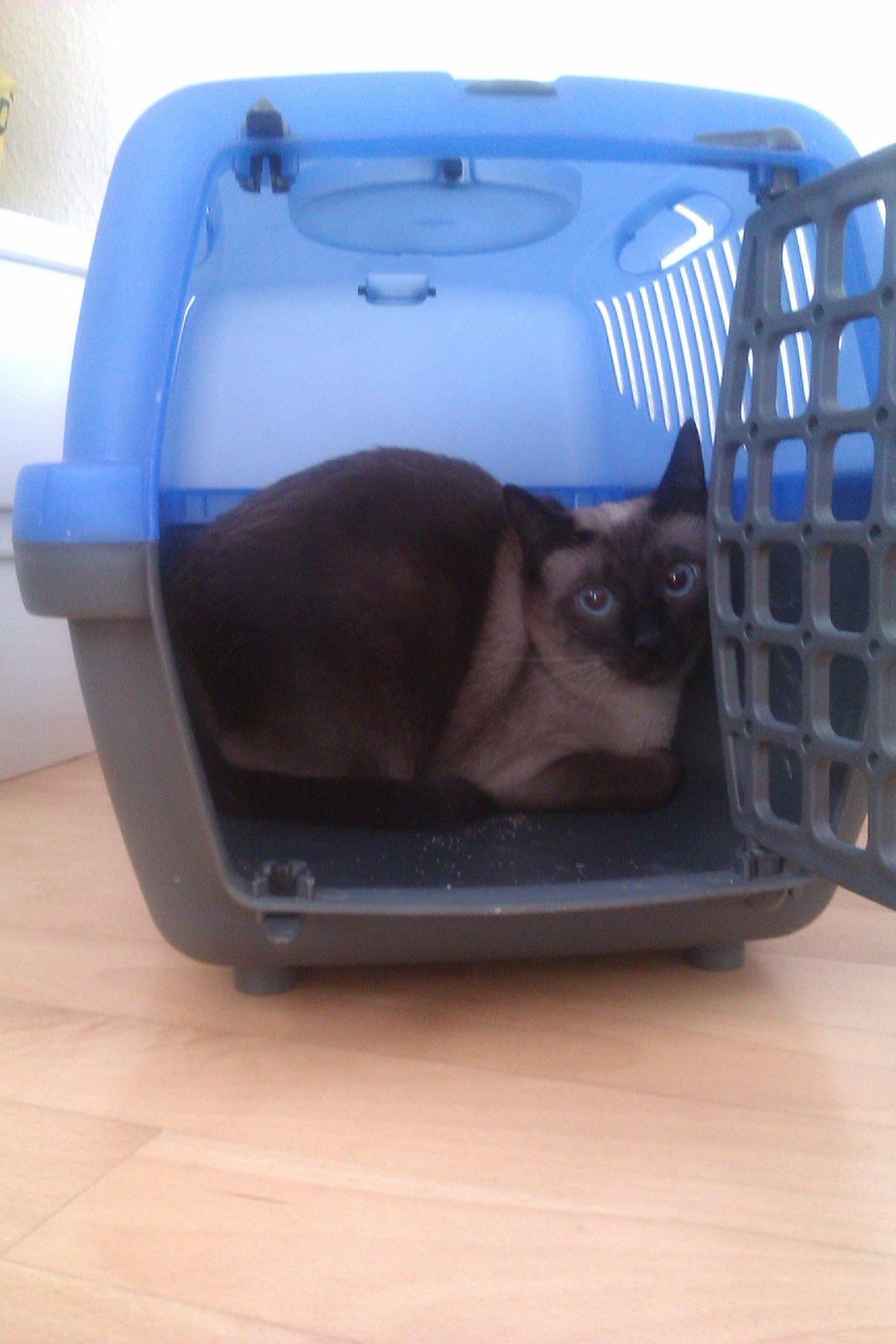 Siameser Jessie Dimarli - Starten på det hele :) billede 2