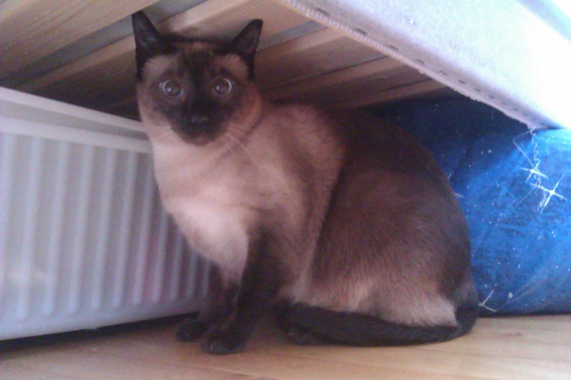 Siameser Jessie Dimarli - En bange kat under sengen! billede 3