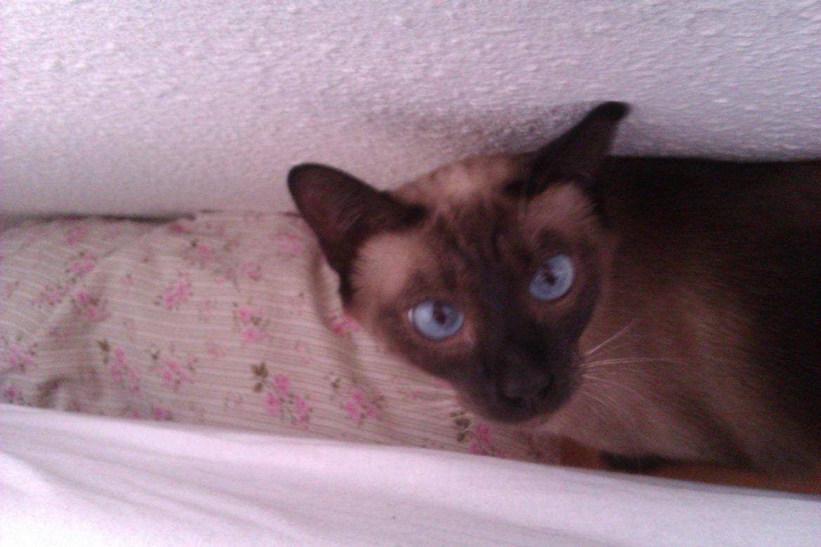 Siameser Jessie Dimarli - Nysgerrig! billede 4