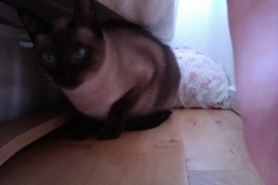 Siameser Jessie Dimarli - Jessie i sit skjul (sengen er dog rykket ud så der blev lidt mere lyst dernede!) billede 5