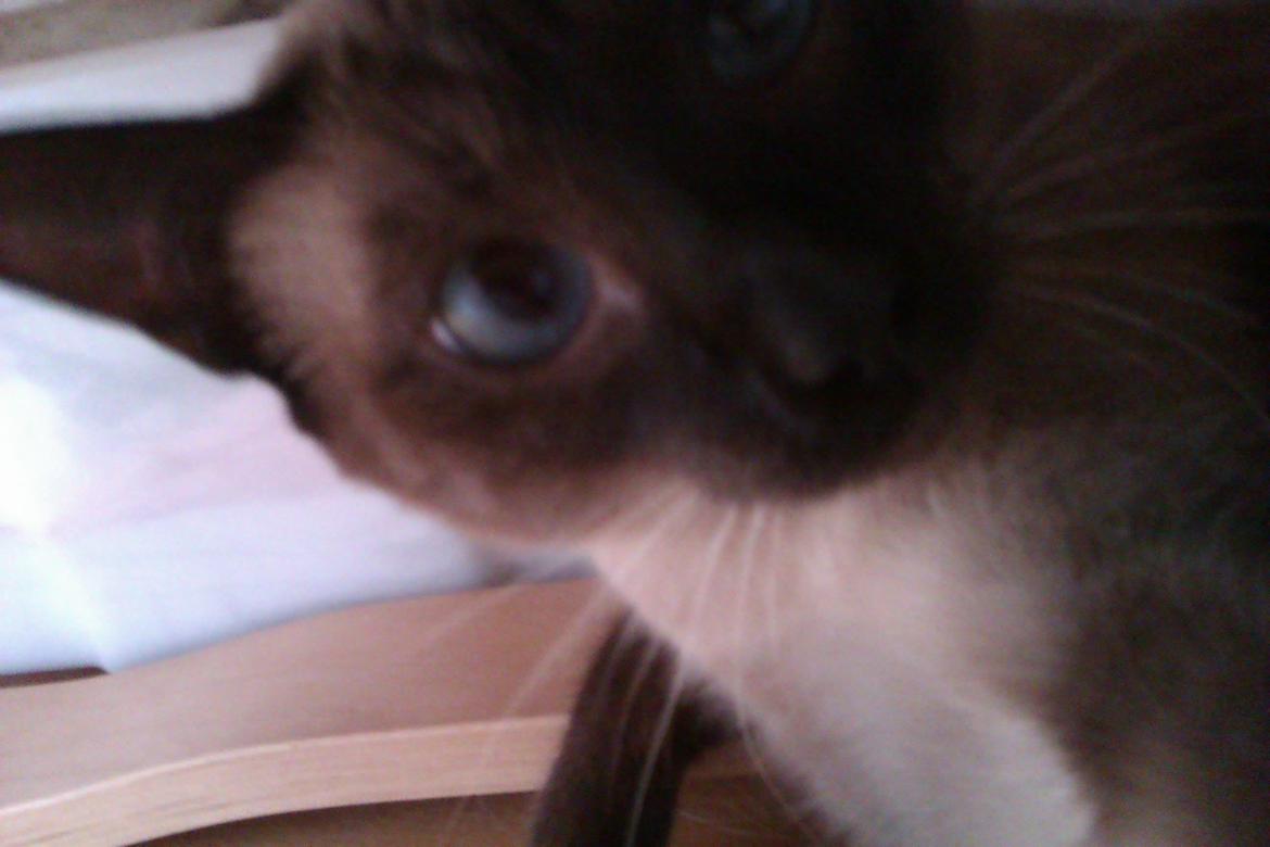 Siameser Jessie Dimarli - Min darling billede 1