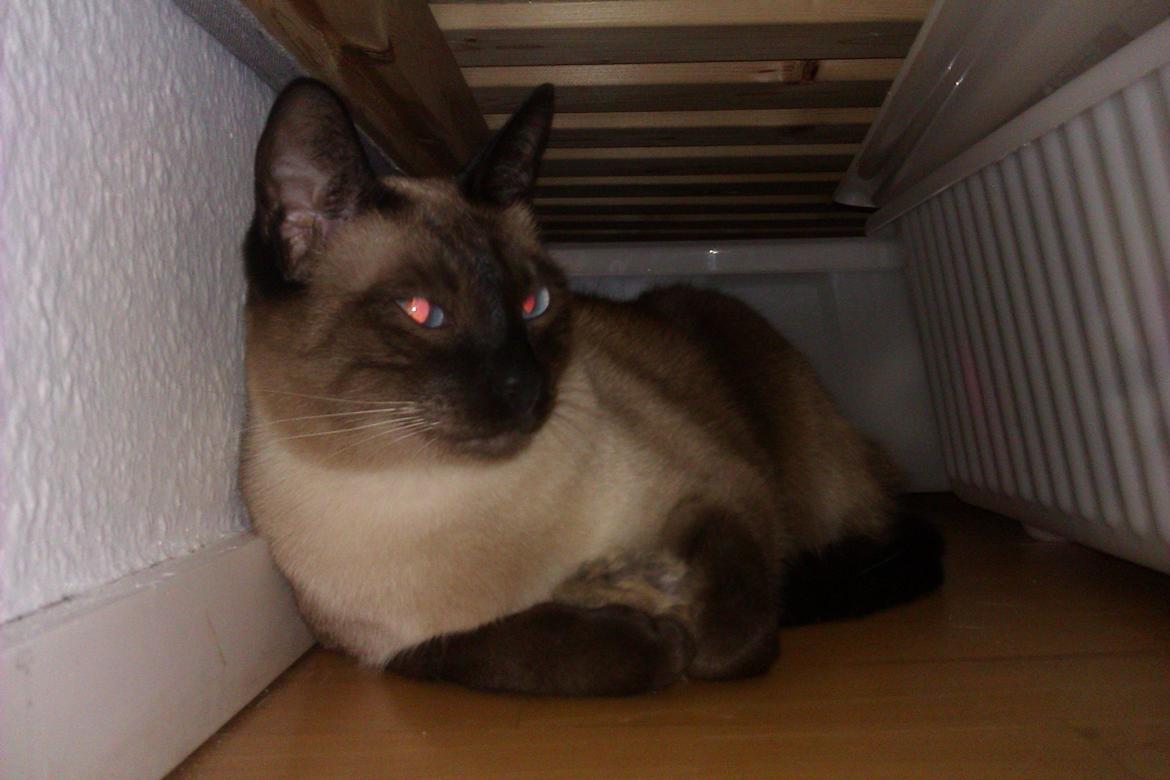 Siameser Jessie Dimarli - Jessie med fangst :) billede 6