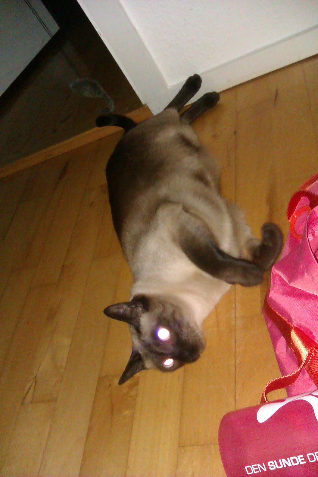 Siameser Jessie Dimarli - Hun har været en lille tyk dame, men det er begyndt at gå den rigtige vej! billede 7