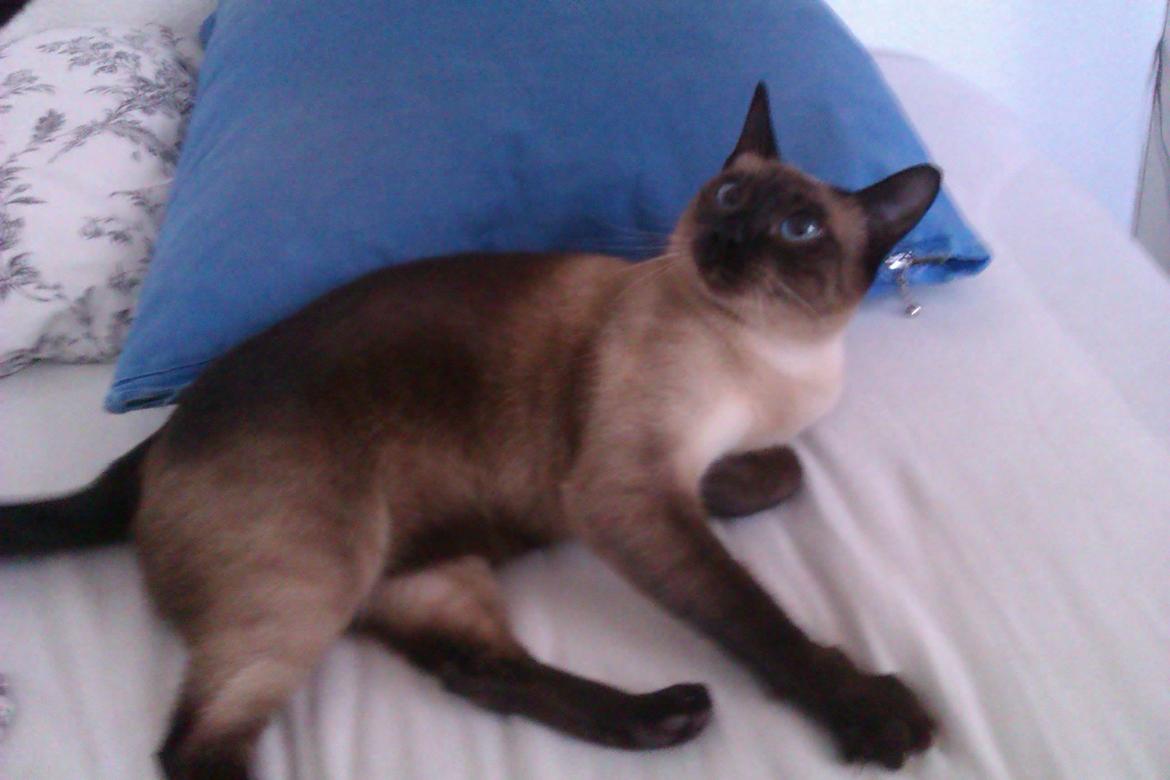 Siameser Jessie Dimarli - Hygge i sengen billede 8