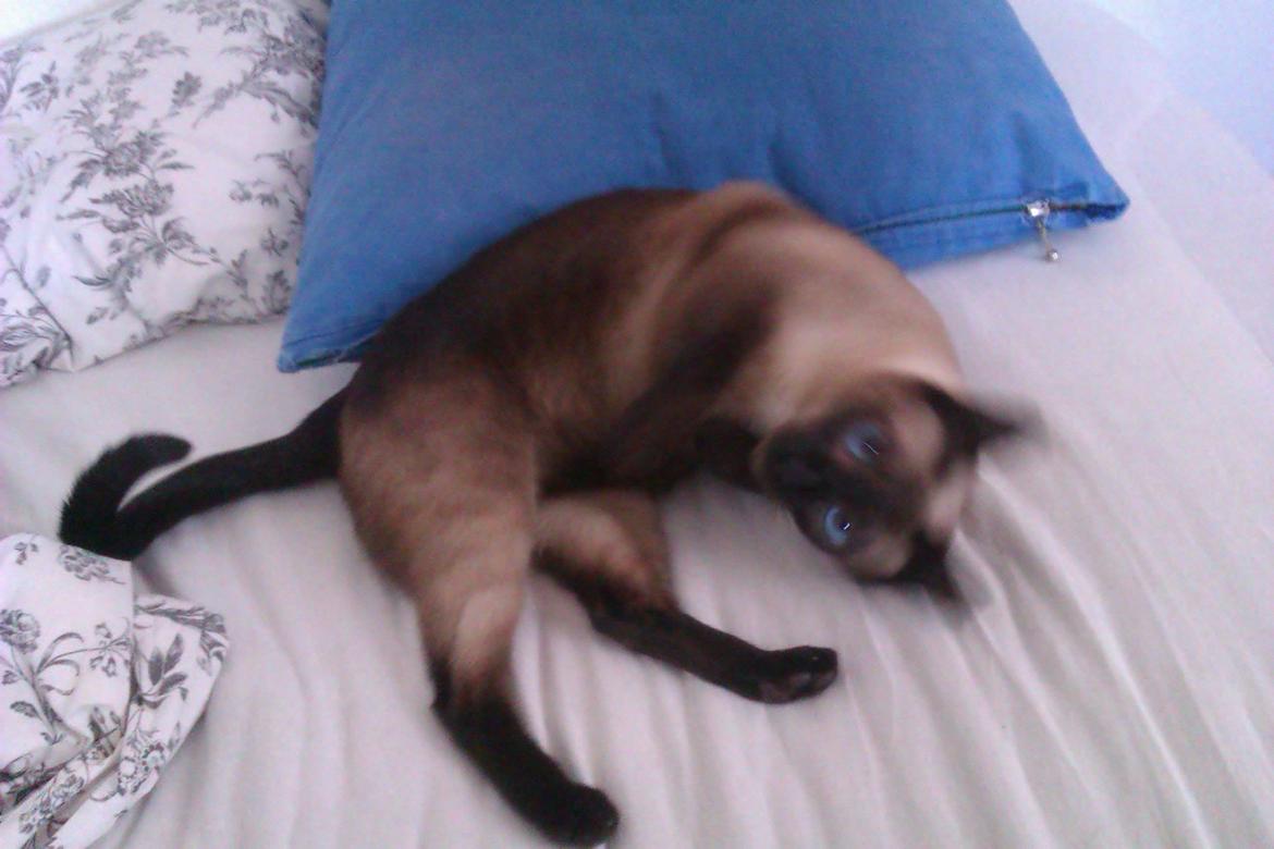 Siameser Jessie Dimarli - Mussi billede 9