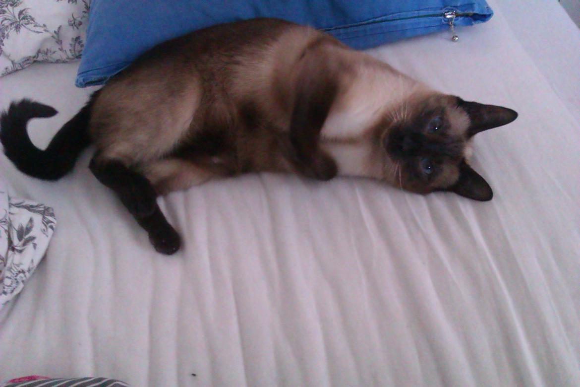 Siameser Jessie Dimarli - Lille pølse :) billede 10