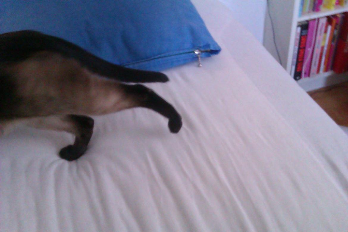 Siameser Jessie Dimarli - "Vi ses..." billede 11