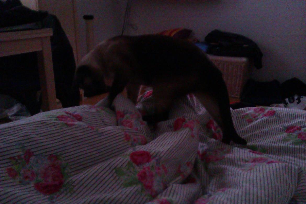 Siameser Jessie Dimarli - Jessie elsker at angribe Rasmus' tæer om natten/morgenen - han hader det ;) billede 12