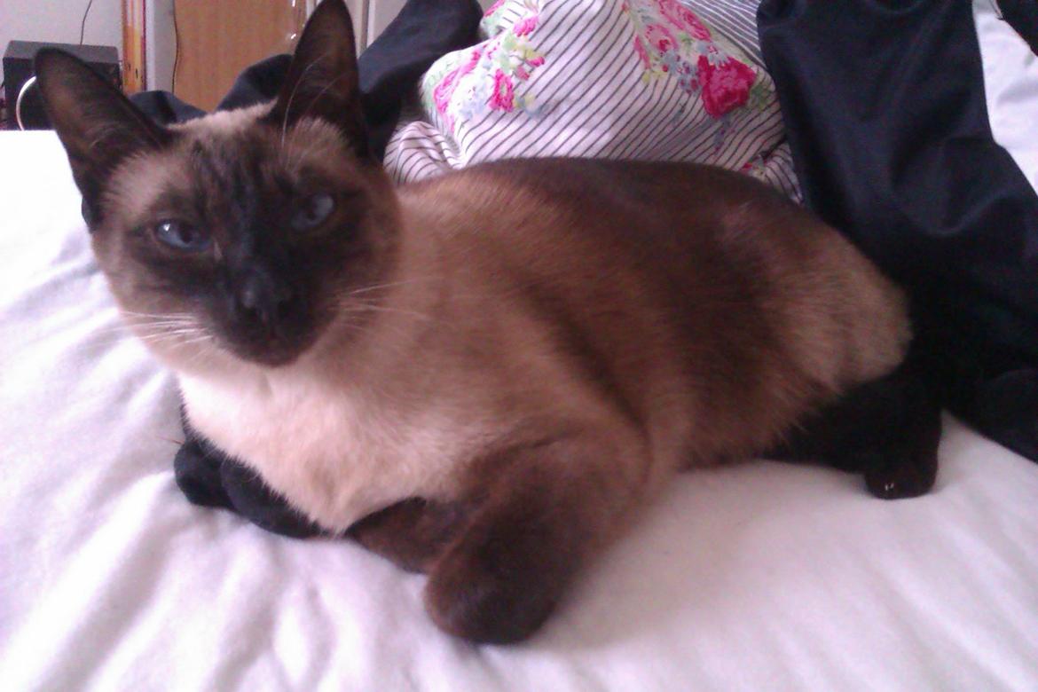 Siameser Jessie Dimarli - Hyggemis billede 13