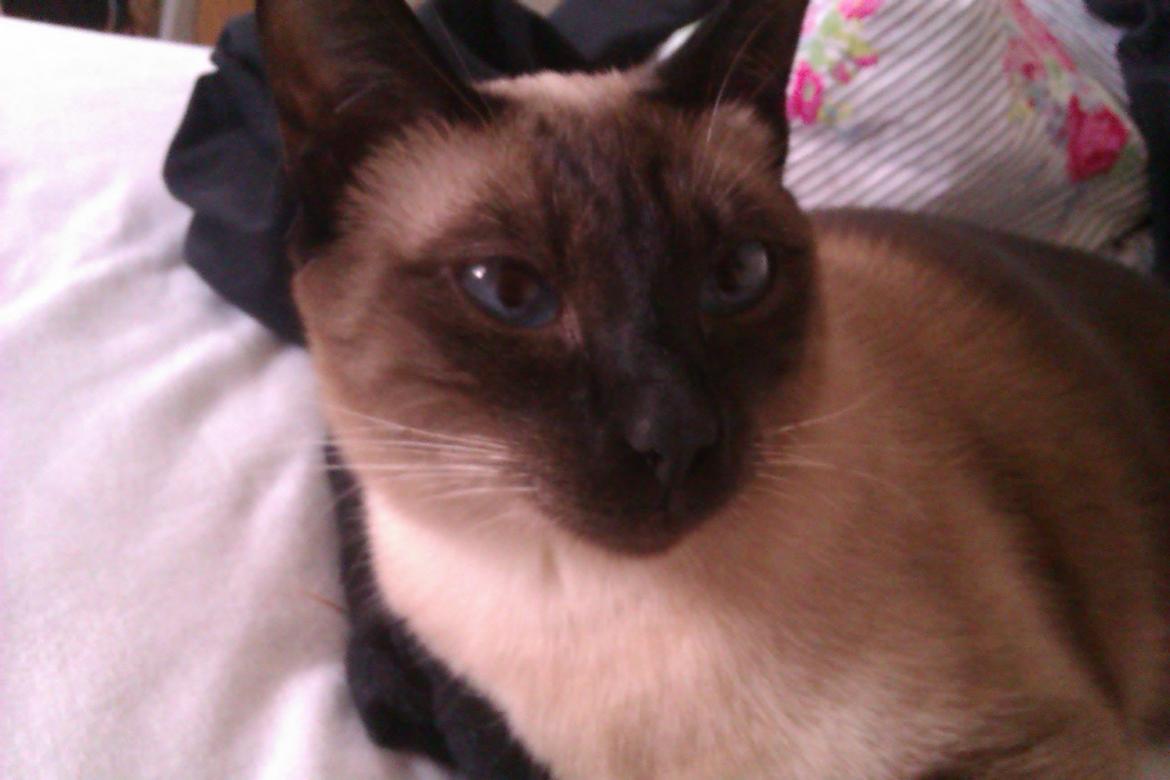 Siameser Jessie Dimarli - Close-up billede 14