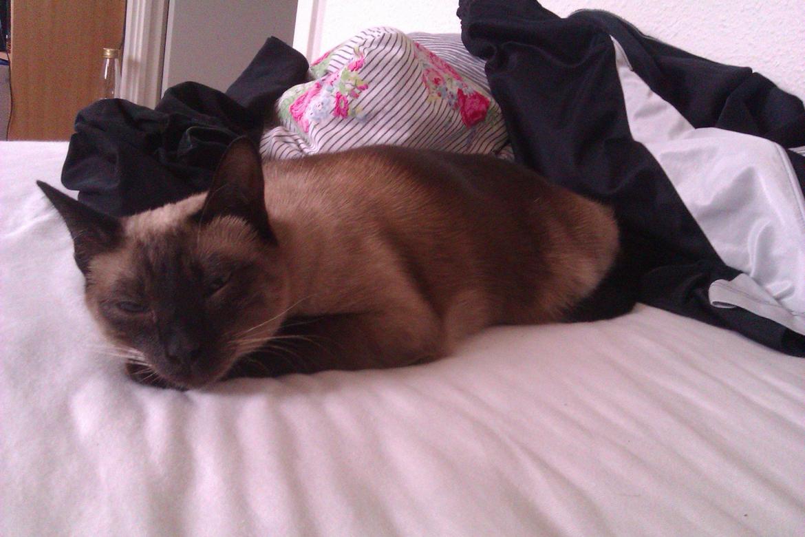 Siameser Jessie Dimarli - Så slappes der! billede 15