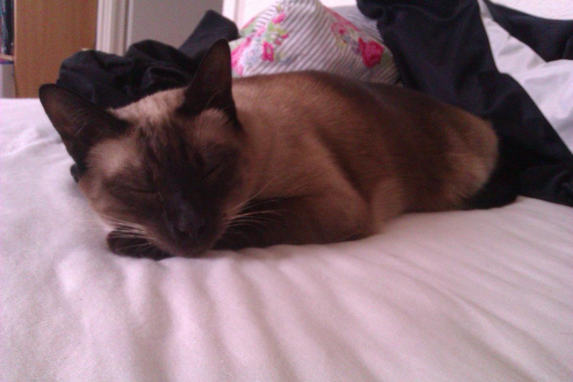 Siameser Jessie Dimarli - Og en lille lur skal der til... billede 16