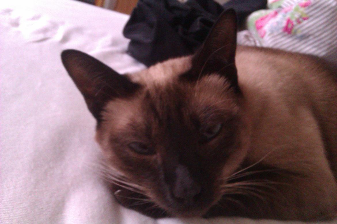 Siameser Jessie Dimarli - Hygge billede 17