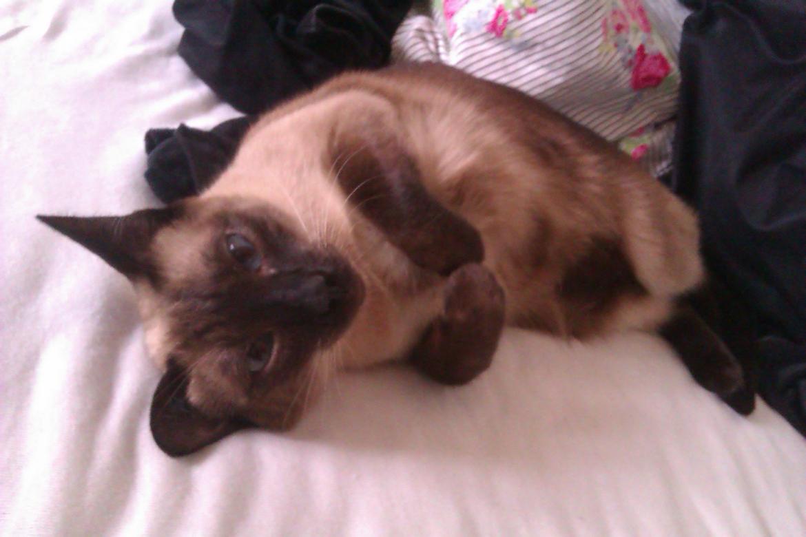 Siameser Jessie Dimarli - Min lille pølse :P billede 18