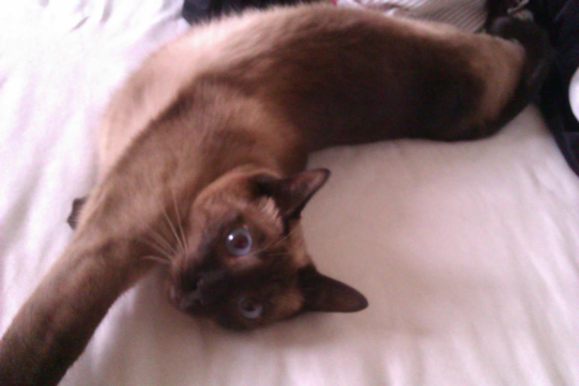 Siameser Jessie Dimarli - Udstrakt Jessie! billede 19