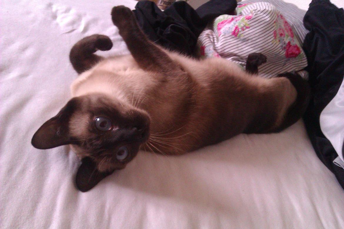 Siameser Jessie Dimarli - "Hvad? Hvad?!" billede 20