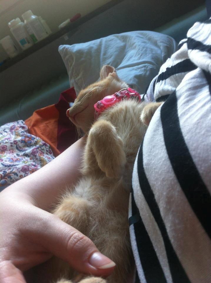 Huskat Mille - Jeg elsker at ligge som en lille baby :D billede 9