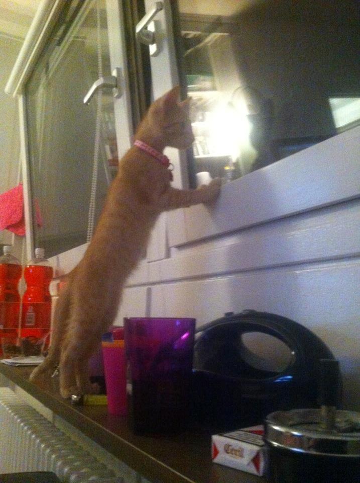 Huskat Mille - Im a loooooooooong cat :D billede 10