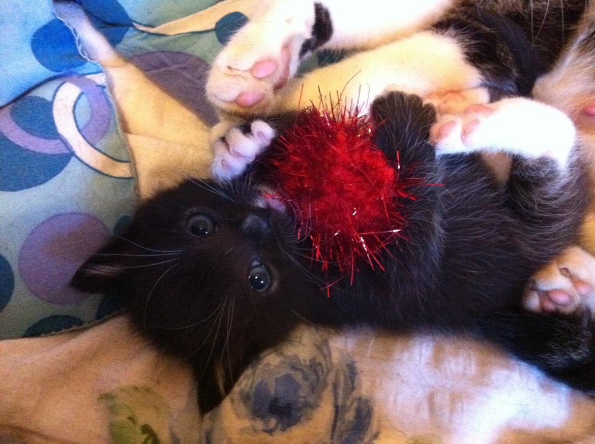 Blanding af racer Trold (R.I.P) .. ;'( billede 1