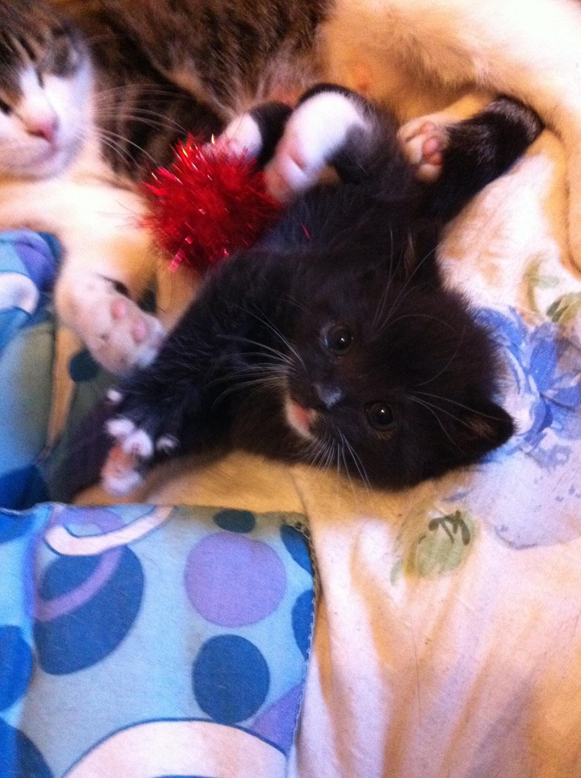 Blanding af racer Trold (R.I.P) .. ;'( billede 2